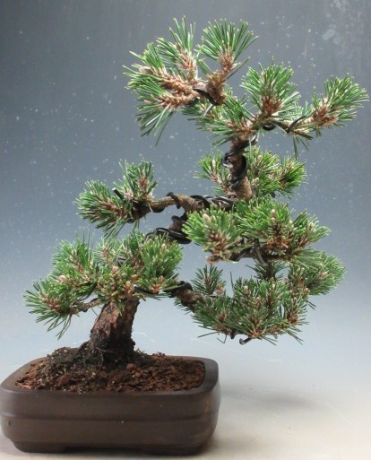 楽天市場】八ツ房 黒松 千寿丸 4号【送料無料】【盆栽素材】【松盆栽