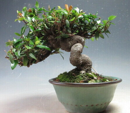 楽天市場】盆栽 特選：縮緬葛（チリメンカズラ） 現品* ちりめんかずら