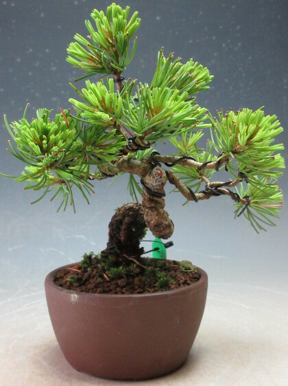 楽天市場】盆栽 ：米栂 *現品 一点物 こめつが コメツガ Kometsuga