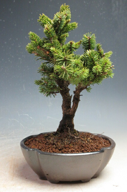 八房蝦夷松　根上がり　盆栽 八房蝦夷松 樹齢70年 盆栽 盆栽 Nagao Katsuhei 通販 13598524｜Creema