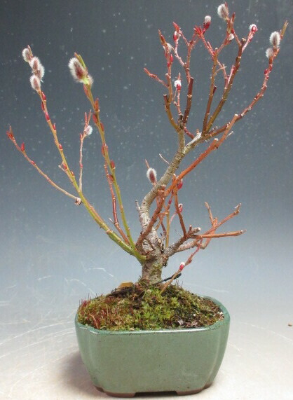 三河盆栽　ロッカクドウヤナギ　盆栽 ロッカクトウヤナギ | 琳葉(りんは)盆栽 - RINHA BONSAI -