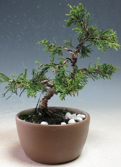 楽天市場】【送料無料】小盆栽 斑入り 糸魚川真柏（苗） : 片岡笑幸園