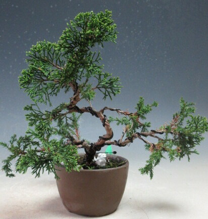 [盆栽]真柏35000円 楽天市場】盆栽 真柏 樹齢5年 特撰 曲付 紀州 真柏 盆栽 Wプレゼント