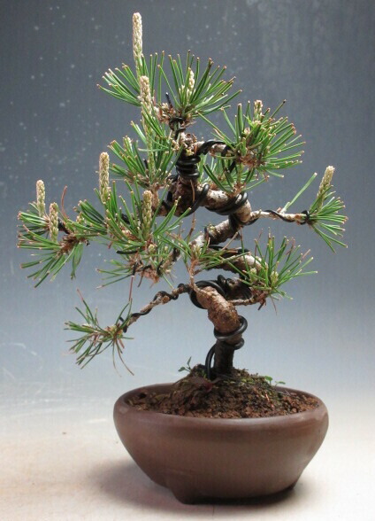 楽天市場】現品 黒松盆栽 本格 黒松B 盆栽 2023年10月10日撮影 : 園芸