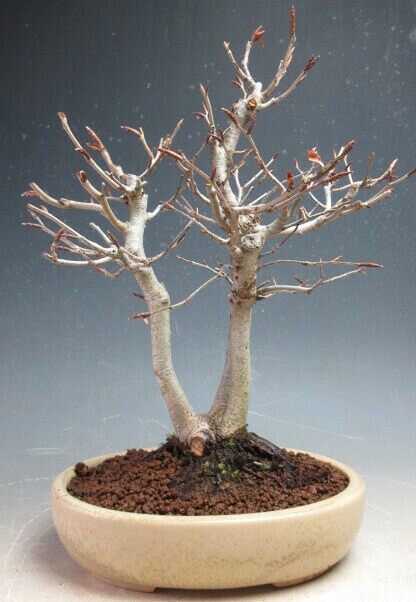 盆栽　富士ブナの鉢植え（三幹）【現品】 28,600円