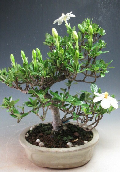 楽天市場】クチナシ - 清誉 - 小品盆栽【いよじ園 伊予路園】 : いよじ