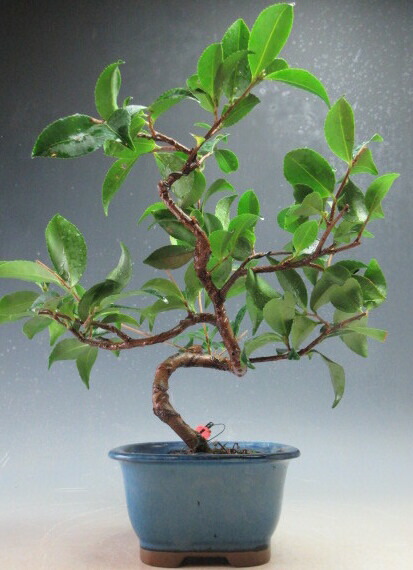 楽天市場】盆栽 椿 赤花ヤブ椿の鉢植え盆栽【現品】2026花芽なし : 山