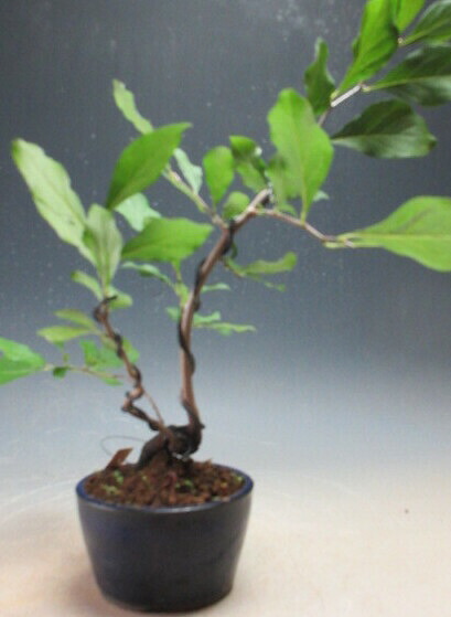 楽天市場】盆栽 老爺柿 #15（造花） : あーかんび（AKANBI）