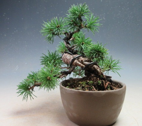 楽天市場】三河黒松 貴風サイズ盆栽 【盆栽 松】いよじ園 : いよ
