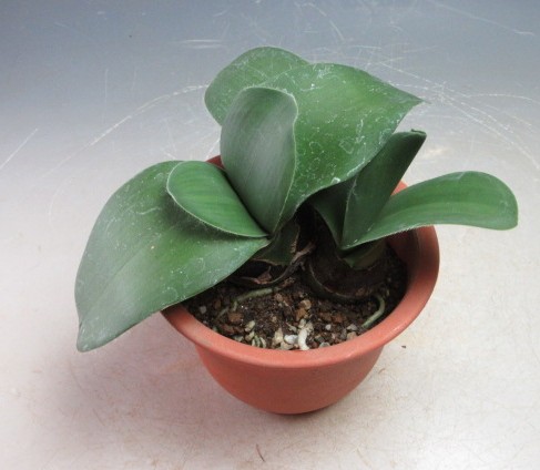 ハエマンサス　#33 ハエマンサス：ロゼア5号ポット の通販 | 園芸ネット