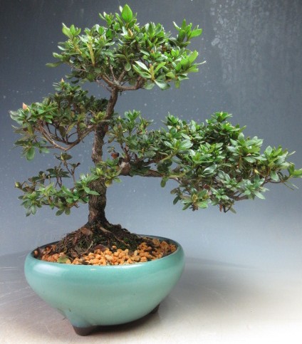 楽天市場】深山霧島ツツジ 紅小町 9cmポット 開花予定株 ミヤマ