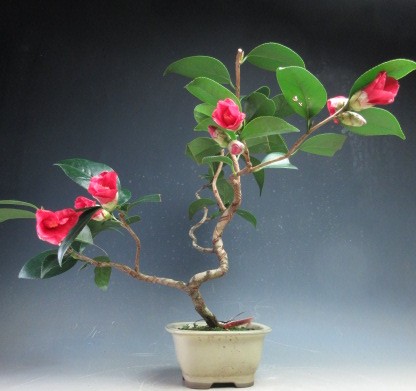 楽天市場】盆栽 花芽付き！白花椿（初嵐）鉢植え盆栽【現品】2025冬