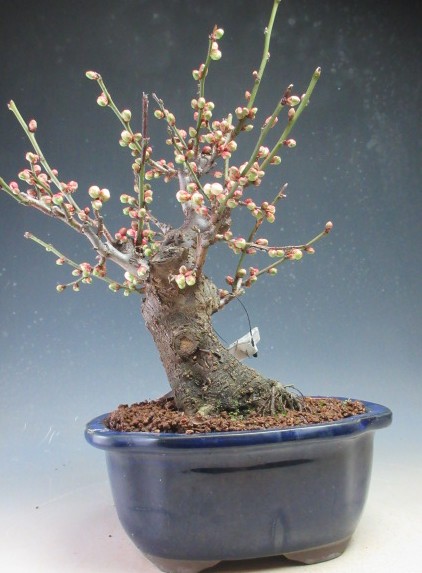 楽天市場】6号サイズ2025年開花 未開紅梅盆栽向け梅梅盆栽ミニ梅の