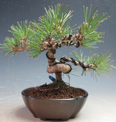 楽天市場】盆栽：黒松寄せ植え 【盆栽】【送料無料】 : 園芸百貨店