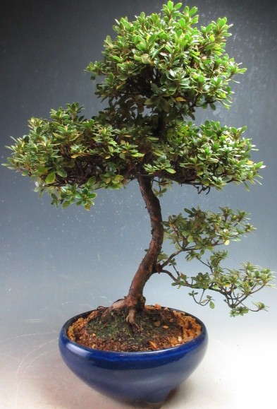 楽天市場】盆栽：深山霧島つつじ 現品*キリシマツツジ Rhododendron