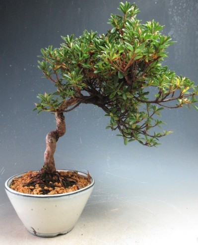 楽天市場】盆栽 花芽付！皐月（サツキ）（日の丸）【現品】2026春開花