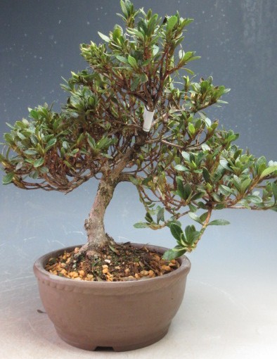 楽天市場】盆栽 花芽付！皐月（サツキ）（日の丸）【現品】2026春開花