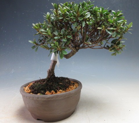 日ノ丸の盆栽 皐月盆栽 さつき盆栽 サツキ盆栽 Amazon.co.jp: 盆栽 花芽付！皐月（サツキ）（日の丸）(4523) 【現品