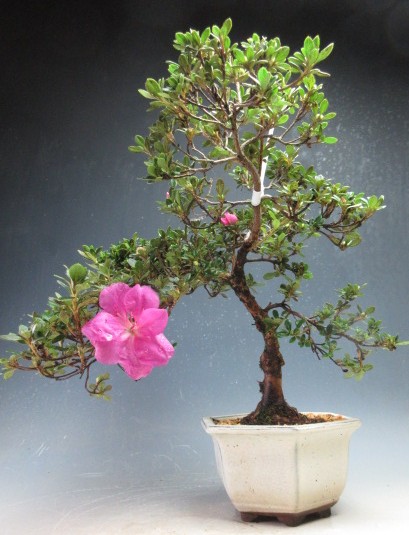 楽天市場】苗：皐月・さつき根上がり（金采） : 遊恵盆栽 楽天市場店