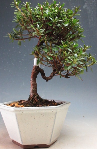 楽天市場】盆栽 花芽付!皐月(サツキ)(日の丸)【現品】2026春開花 楽天市場】盆栽 花芽付!皐月(サツキ)(日の丸)【現品】2026春開花