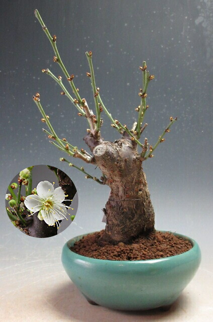 楽天市場】希少咲き分け無類絞梅盆栽盆栽 梅2025年花芽有り 【盆栽向き