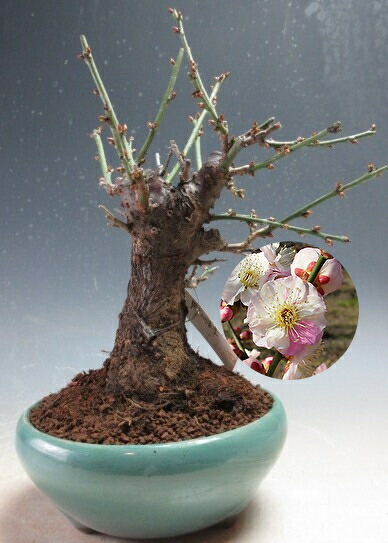 楽天市場】盆栽 花芽付！皐月（サツキ）（星の輝）【現品】2026春開花