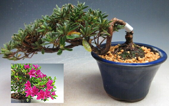 楽天市場】盆栽 花芽付！皐月（サツキ）（日の丸）【現品】2026春開花