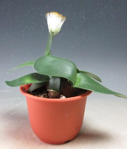 ⑤マユハケオモト　ピンク　2球　球根大 ピンクマユハケオモト（桃花マユハケオモト） - 「中越植物園