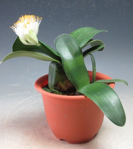 楽天市場】【送料無料】ハエマンサス マユハケオモト コッキネウス