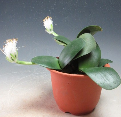 楽天市場】【送料無料】ハエマンサス マユハケオモト コッキネウス