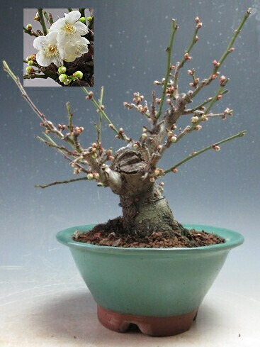 楽天市場】6号サイズ2025年開花 未開紅梅盆栽向け梅梅盆栽ミニ梅の