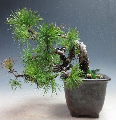 楽天市場】【松盆栽】 五葉松 - 宮島 - 中型サイズ盆栽 （いよじ園