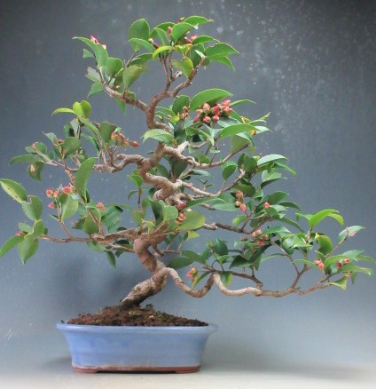 楽天市場】盆栽 花芽付き！白花椿（初嵐）鉢植え盆栽【現品】2025冬