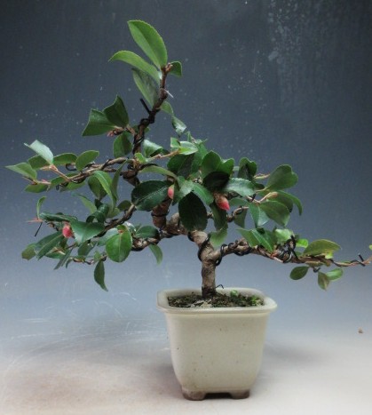 楽天市場】盆栽 花芽付き！白花椿（初嵐）鉢植え盆栽【現品】2025冬