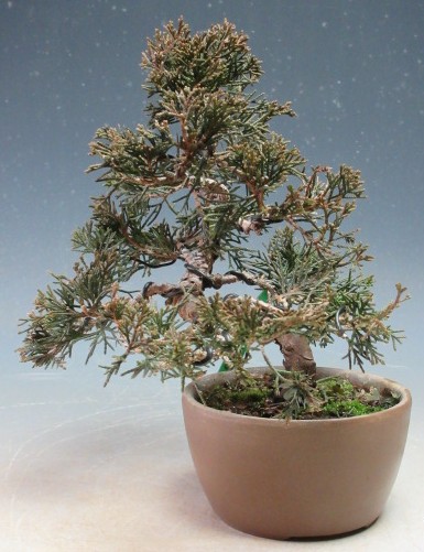 楽天市場】盆栽 真柏 樹齢5年 特撰 曲付 紀州 真柏 盆栽 Wプレゼント