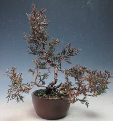 楽天市場】【あすなろ / 翌桧】小品盆栽（いよじ園） : いよじ園 楽天