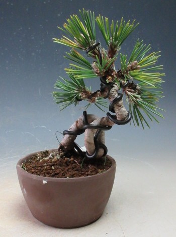 楽天市場】岩石松盆栽 本格 岩石性 黒松 盆栽 : 園芸百貨店何でも揃う