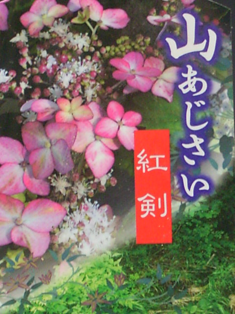 楽天市場 アウトレット 山アジサイ 紅剣 の鉢植え 小 開花が終わり剪定を行いました 6 7 山野草と盆栽の専門店ヴェールモア