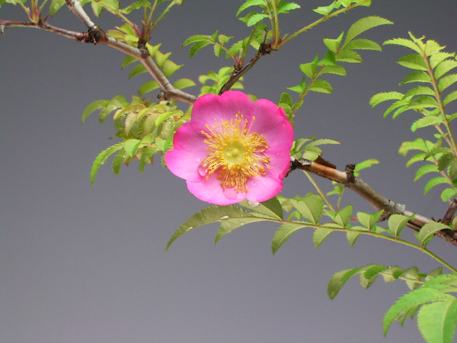 楽天市場 盆栽 箱根サンショウバラの鉢植えミニ盆栽 今年の開花は終わっております 山野草と盆栽の専門店ヴェールモア