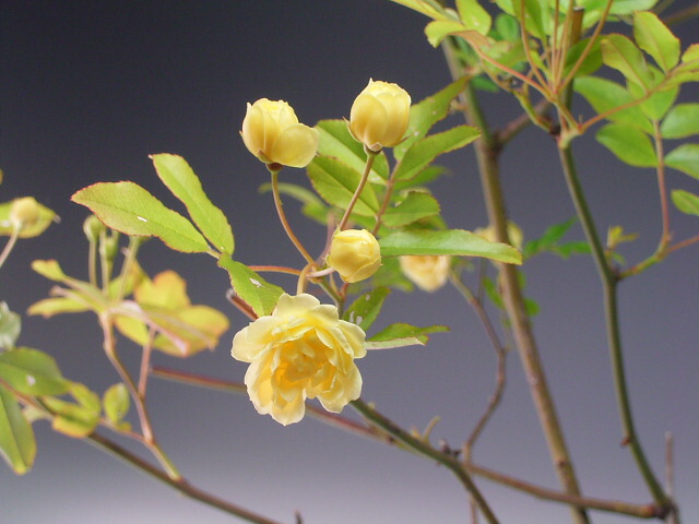 楽天市場 黄花モッコウバラの鉢植え盆栽 21春開花予定 山野草と盆栽の専門店ヴェールモア