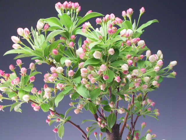 盆栽 実付き 深山カイドウ 桜姫 の鉢植え盆栽 現品 Drdanacarson Org