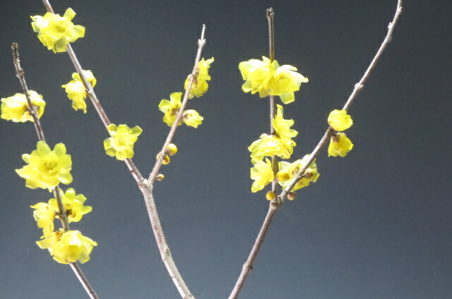 楽天市場 盆栽 ロウバイの鉢植え 今年の開花は終わっております 山野草と盆栽の専門店ヴェールモア