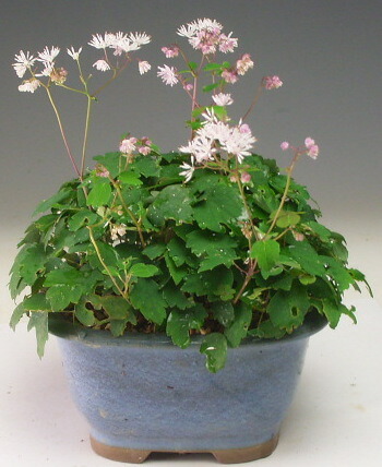 【楽天市場】山野草 花芽付き！ツクシカラマツの鉢植え 【北海道・沖縄・離島発送不可】2025初夏開花：山野草と盆栽の専門店ヴェールモア