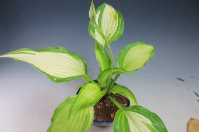 大葉擬宝珠 斑入り 富士錦 の鉢植え 現品 Hotjobsafrica Org