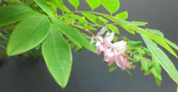 盆栽 四季咲き庭園藤と箱根菊の花の寄せ植え 現品 21初夏華最中 沖縄 離島出師不可 Marchesoni Com Br