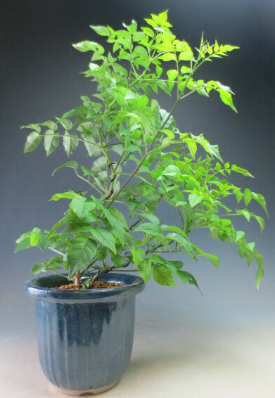 楽天市場 ノウゼンカズラ ピンク花 3 5号苗 J01 千草園芸