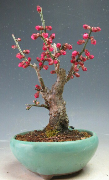 楽天市場】盆栽 花芽付！皐月（サツキ）（星の輝）【現品】2026春開花