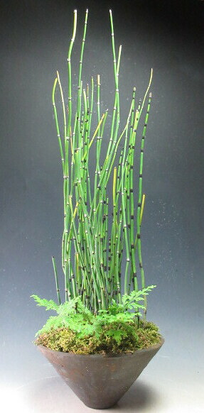 【楽天市場】トクサの鉢植え:山野草と盆栽の専門店ヴェールモア