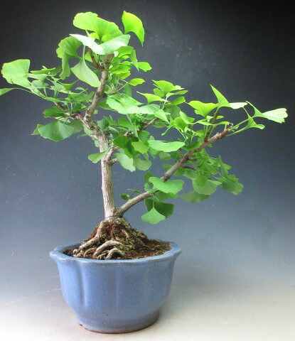 楽天市場】【送料無料】イチョウ 斑入り（縞斑） : 片岡笑幸園「悠々の森」