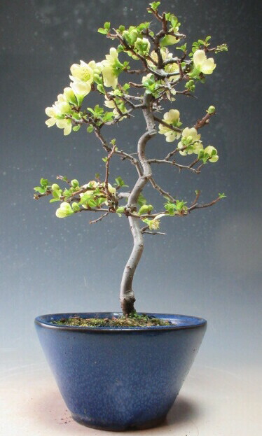 楽天市場】長寿梅 【白雲】 3.5号ポット苗 【ハナヒロバリュー